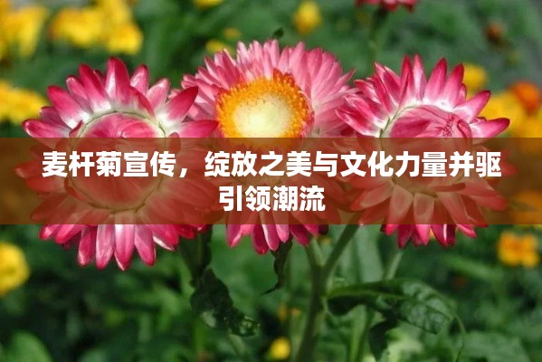 麦杆菊宣传，绽放之美与文化力量并驱引领潮流