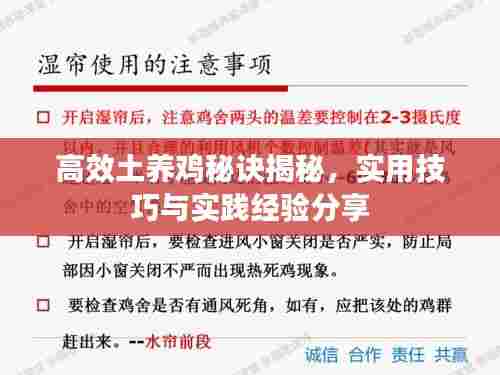 高效土养鸡秘诀揭秘，实用技巧与实践经验分享