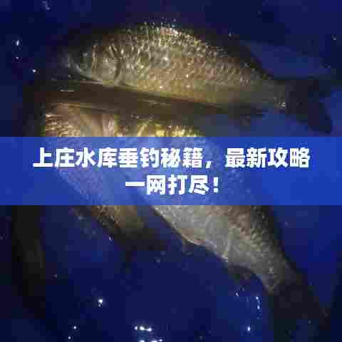 上庄水库垂钓秘籍,最新攻略一网打尽!