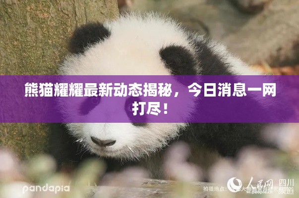 熊猫耀耀最新动态揭秘,今日消息一网打尽!
