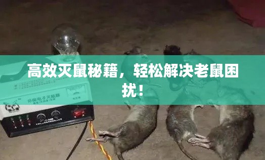 高效灭鼠秘籍，轻松解决老鼠困扰！