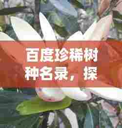 百度珍稀树种名录，探寻绿色宝藏，一睹自然奇珍