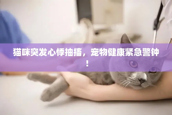 猫咪突发心悸抽搐，宠物健康紧急警钟！