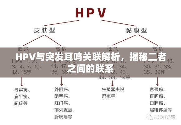 HPV与突发耳鸣关联解析，揭秘二者之间的联系