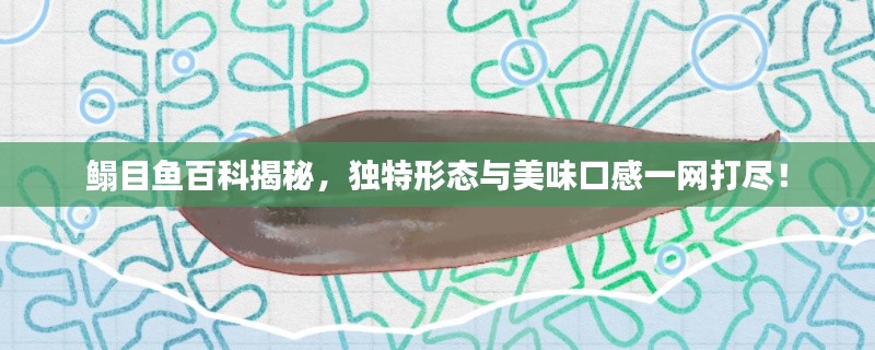 鳎目鱼百科揭秘，独特形态与美味口感一网打尽！