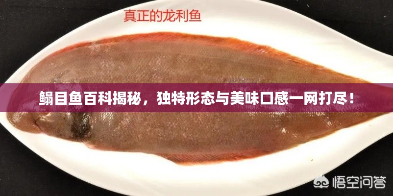 鳎目鱼百科揭秘,独特形态与美味口感一网打尽!