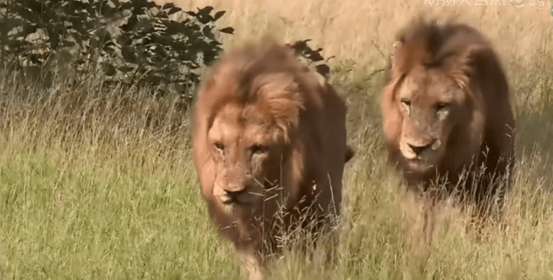 坏男孩官方下载,迅捷解答策略解析&amp;工具版_v4.285