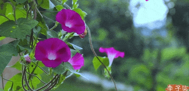 官方下载牵牛,动态分析解释定义|UHD_v8.306