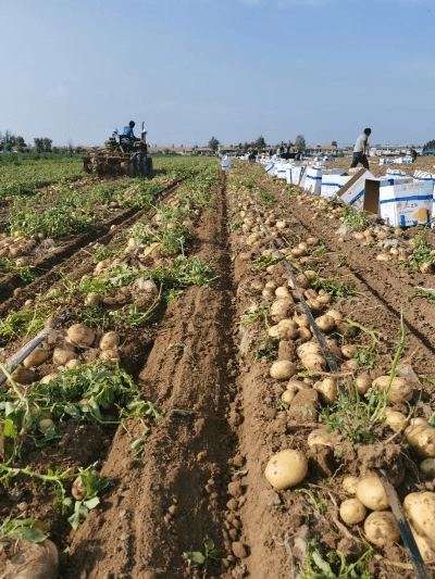 土豆版本集,专业执行方案|VR版_v7.470