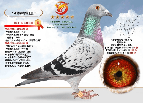 雅鸽官方版下载,权威评估解析-XR1_v7.976