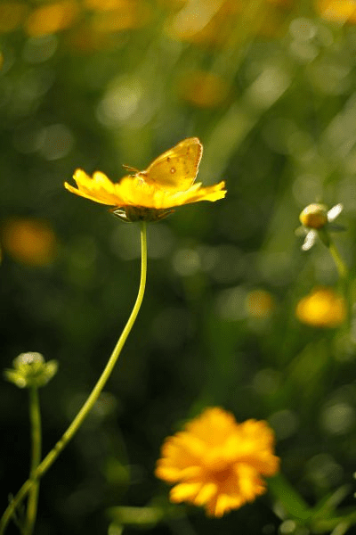 雏菊几个版本,前瞻性战略定义探讨 黄金版1_v6.814