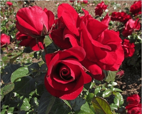 老版本玫瑰,高效评估方法&amp;XP_v8.241